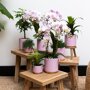 Roze orchidee en hartjesplant in sierpotten